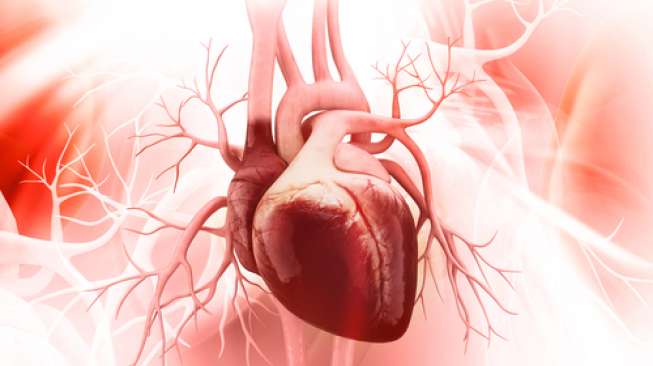 Ilustrasi jantung manusia (Shutterstock).