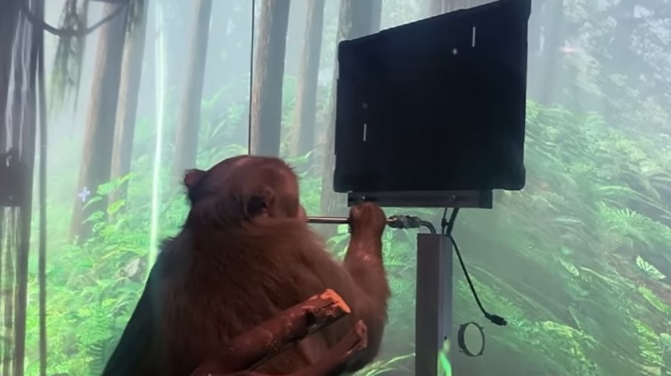 Eksperimen Neuralink Elon Musk pada Monyet, Diduga Ekstrem
