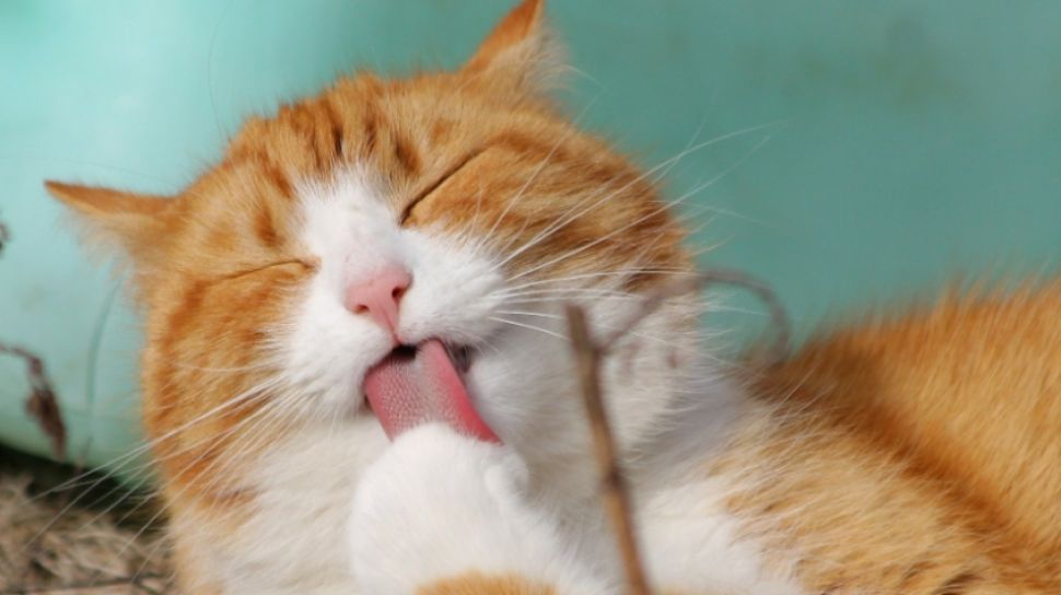 Daftar Makanan Manusia yang Tidak Boleh Dimakan Kucing, Salah Satunya Susu