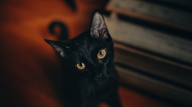 Ilustrasi kucing hitam (Pexels/Helena Lopes)