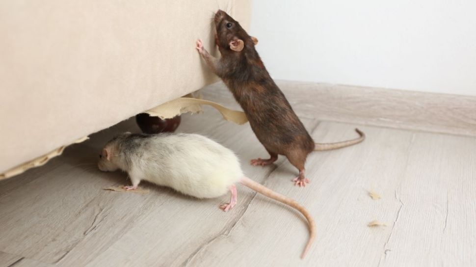 Kalau Racun Tikus Kedaluwarsa, Jadi Lebih Berbahaya atau Justru Sebaliknya? Ini Faktanya