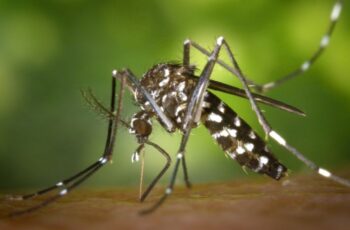 Tantangan Memberantas Dengue Makin Berat, Begini Cara Penanganannya yang Tepat