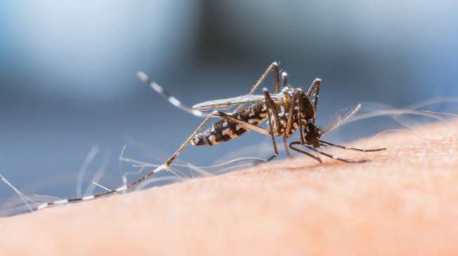 Nyamuk Aedes Aegypti dan Aedes Albopictus yang menularkan virus dengue. (Sumber: Shutterstock)